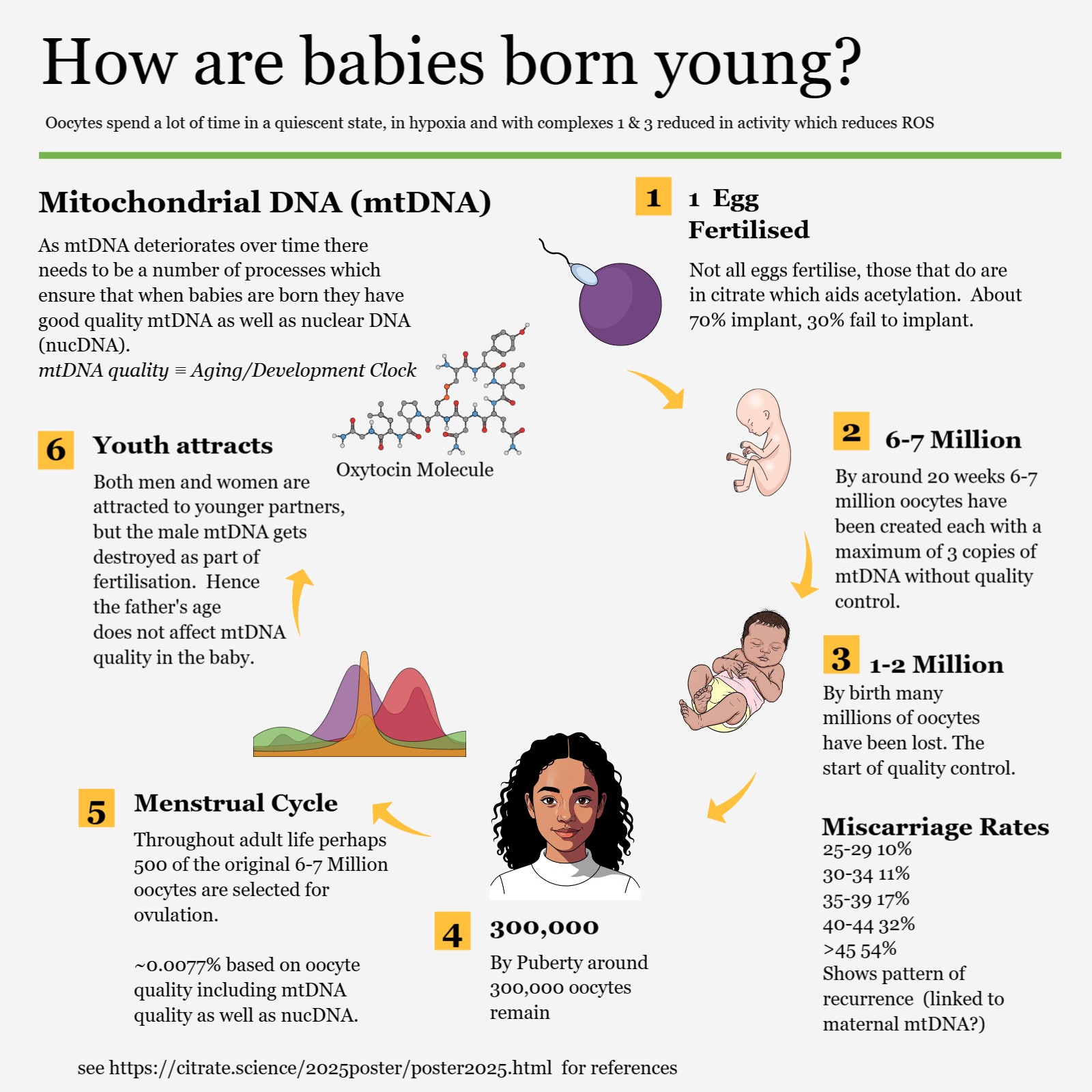 Infographic about the maintenance of germline mtDNA quality
